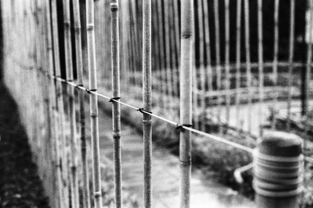 Plant canes at National Trust Ightham Moat.