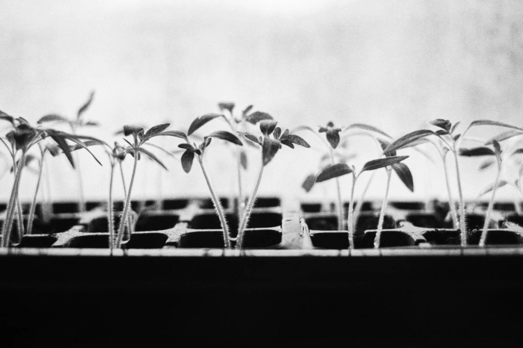 Tomato seedlings